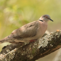 Synogarlica okularowa - Streptopelia decipiens - African Mourning Dove