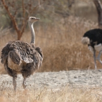 Struś szaroskóry - Sturio molybdophanes - Somali Ostrich