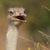 Struś szaroskóry - Sturio molybdophanes - Somali Ostrich