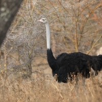Struś szaroskóry - Sturio molybdophanes - Somali Ostrich
