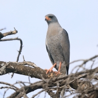 Jastrzębiak ciemny - Melierax metabates - Dark Chanting Goshawk