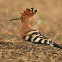 Dudek - Upupa epops - Common Hoopoe