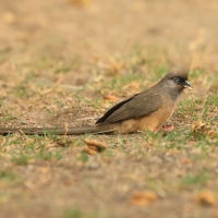 Czepiga rudawa - Colius striatus - Speckled Mousebird