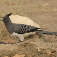 Hałaśnik białobrzuchy - Criniferoides leucogaster - White-bellied Go-away-bird