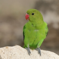 Nierozłączka czarnoskrzydła - Agapornis taranta - Black-winged Lovebird