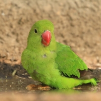 Nierozłączka czarnoskrzydła - Agapornis taranta - Black-winged Lovebird