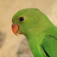Nierozłączka czarnoskrzydła - Agapornis taranta - Black-winged Lovebird