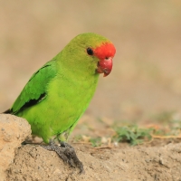 Nierozłączka czarnoskrzydła - Agapornis taranta - Black-winged Lovebird