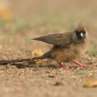Czepiga rudawa - Colius striatus - Speckled Mousebird
