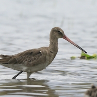 Szlamnik - Limosa lapponica - Bar-tailed Godwit 