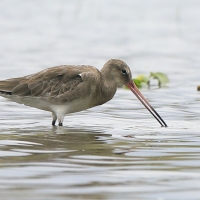 Szlamnik - Limosa lapponica - Bar-tailed Godwit 