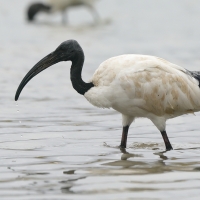 Ibis czczony - Threskiornis aethiopicus - Sacred Ibis