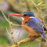 Zimorodek malachitowy - Corythornis cristatus  - African Malachite Kingfisher