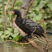 Kormoran etiopski - Microcarbo africanus - Reed Cormorant