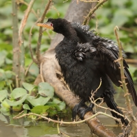 Kormoran etiopski - Microcarbo africanus - Reed Cormorant