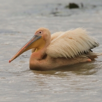 Pelikan różowy - Pelecanus onocrotalus - Great White Pelican