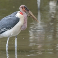Marabut afrykański - Leptoptilos crumenifer - Marabou