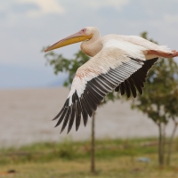 Pelikan różowy - Pelecanus onocrotalus - Great White Pelican