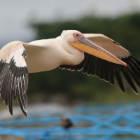 Pelikan różowy - Pelecanus onocrotalus - Great White Pelican