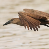 Waruga - Scopus umbretta - Hamerkop