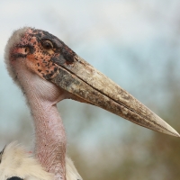 Marabut afrykański - Leptoptilos crumenifer - Marabou