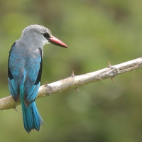 Łowiec jasny - Halcyon senegalensis - Woodland Kingfisher
