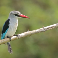 Łowiec jasny - Halcyon senegalensis - Woodland Kingfisher