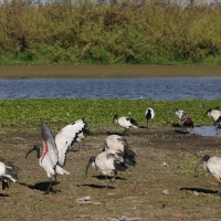 Ibis czczony - Threskiornis aethiopicus - Sacred Ibis