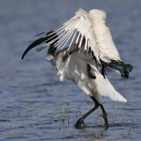 Ibis czczony - Threskiornis aethiopicus - Sacred Ibis