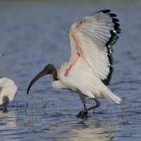 Ibis czczony - Threskiornis aethiopicus - Sacred Ibis