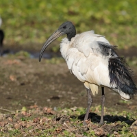Ibis czczony - Threskiornis aethiopicus - Sacred Ibis
