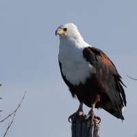 Bielik afrykański - Haliaeetus vocifer - African Fish Eagle