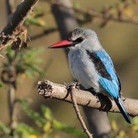 Łowiec jasny - Halcyon senegalensis - Woodland Kingfisher