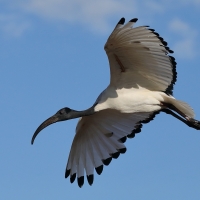 Ibis czczony - Threskiornis aethiopicus - Sacred Ibis