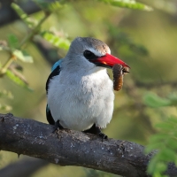 Łowiec jasny - Halcyon senegalensis - Woodland Kingfisher