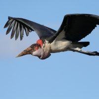 Marabut afrykański - Leptoptilos crumenifer - Marabou