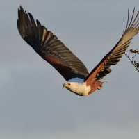 Bielik afrykański - Haliaeetus vocifer - African Fish Eagle