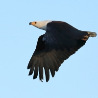 Bielik afrykański - Haliaeetus vocifer - African Fish Eagle