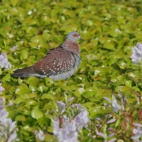 Gołąb okularowy - Columba guinea - Speckled Pigeon