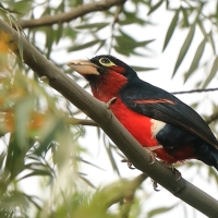 Wąsal szkarłatny - Pogonornis bidentatus - Double-toothed Barbet