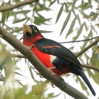 Wąsal szkarłatny - Pogonornis bidentatus - Double-toothed Barbet