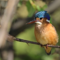 Zimorodek malachitowy - Corythornis cristatus  - African Malachite Kingfisher