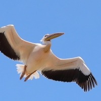 Pelikan różowy - Pelecanus onocrotalus - Great White Pelican