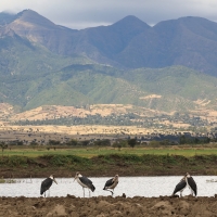 Marabut afrykański - Leptoptilos crumenifer - Marabou