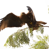 Kania egipska - Milvus migrans aegyptius - Yellow-billed Kite