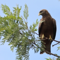 Kania egipska - Milvus migrans aegyptius - Yellow-billed Kite