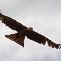 Kania czarna - Milvus migrans - Black Kite