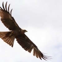 Kania czarna - Milvus migrans - Black Kite