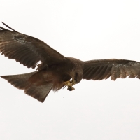 Kania egipska - Milvus migrans aegyptius - Yellow-billed Kite
