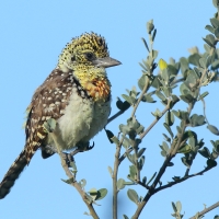Brodal czarnogardły - Trachyphonus darnaudii  - D'Arnaud's Barbet